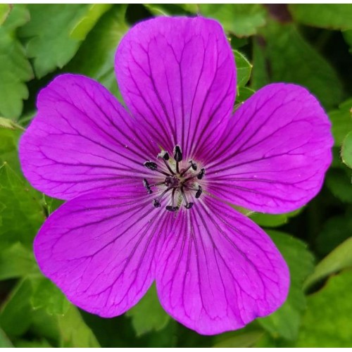 Geranium wallichianum hexham velvet